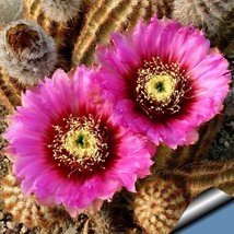 10pcs Echinocereus reichenbachii Seeds Rare Cactus Plants* Easy To grow - £5.30 GBP
