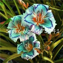 Kasuki Hot 150 Pcs Hemerocallis Middendorffii Daylily Bonsai Perennial Flower Da - $11.16