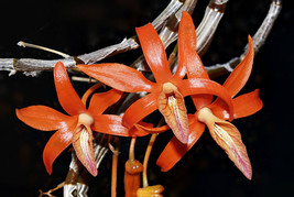 DENDROBIUM UNICUM SMALL ORCHID POTTED - £25.95 GBP