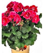 100PCS Geranium Seeds Rose Red Flowers - $486.30 MXN