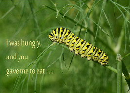 &quot;Hungry Caterpillar,&quot; an A. Rose Designs (tm) note card - $6.95+