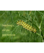 &quot;Hungry Caterpillar,&quot; an A. Rose Designs (tm) note card - £5.55 GBP+