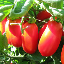 San Marzano Tomato Indeterminate Italian Plum Tomatoes Roma Fresh Seeds USA - $14.95