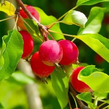 Roselow crabapple apple tree seedling fruit very hardy edible LIVE PLANT - $36.99