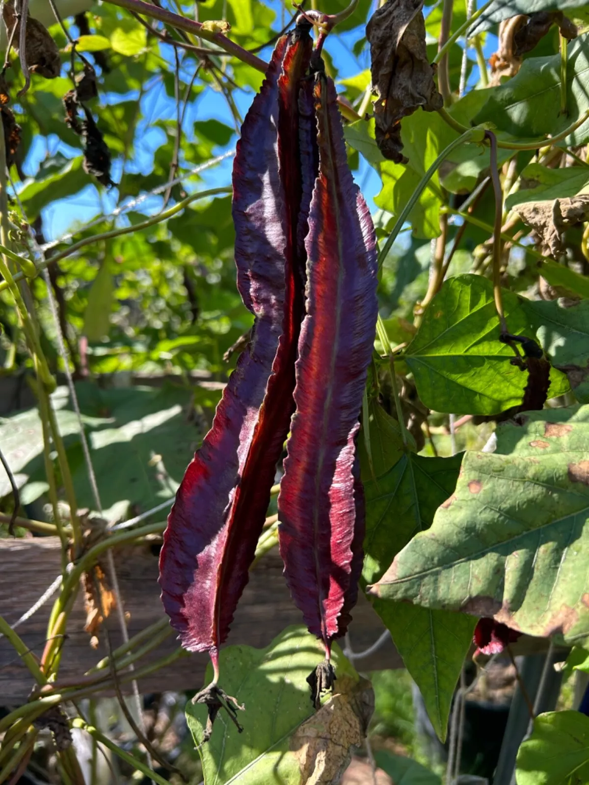 Easy Grow 15 Purple Winged Bean Seeds Heirloom Up to 12 inches Long Pods... - $8.99