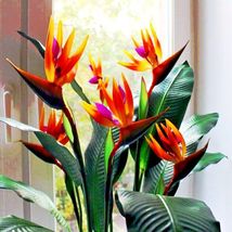 ORANGE BIRD of PARADISE  (Strelitzia reginae) Tropical Crane Flower Plant seeds - £11.03 GBP