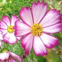 USA Non GMO 100 Seeds Cosmos Picotee Sensation Mother Nature&#39;S Seeds Butterflies - £7.03 GBP