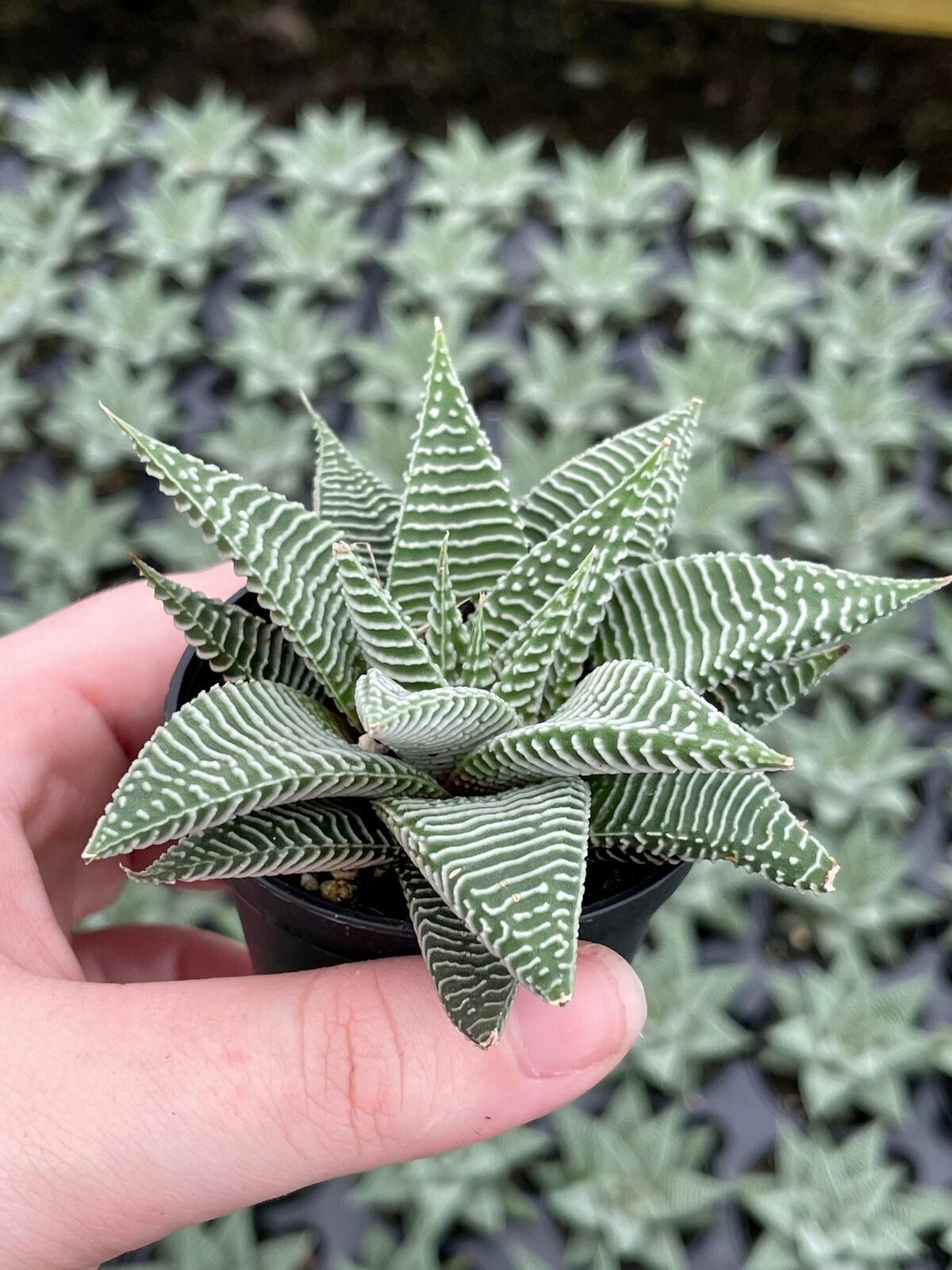 Haworthia Limifolia, Lace Aloe , Variegated White Aloe Plant, Ribbed Freckles, W Item image 6