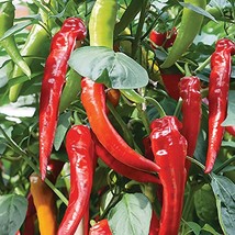 Cow Horn Pepper Seeds Hot Organic Fast Shipping - £5.94 GBP