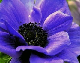 Thjar 20+ Anemone Purple Perennial Flower Seeds - £5.60 GBP