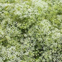 NEW Baby&#39;s Breath PERENNIAL Classic Cut Flowers Pollinators Non-GMO 200 Seeds - £2.97 GBP