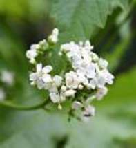 200 Seeds White Glade Mallow Napaea Dioica Flower - £14.15 GBP