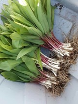 50 Wild Ramp Plants Ramps Bulbs Only Wild Leek Plants Organic Ramps Replant - £68.92 GBP