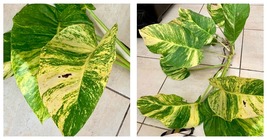 12&quot;-24&quot; Giant Golden Pothos Devil&#39;s Ivy (Epipremnum) live plant  - £50.99 GBP