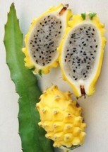 ArfanJaya 20_Seeds Hylocereus megalanthus Yellow Dragon Fruit |Pitaya|Pitahaya A - £14.51 GBP