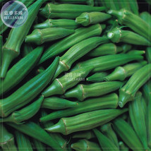 PWO Fresh Okra Dark Green Shot Gumbo Vegetables Seeds, 300 Seeds, Professional P - $8.64