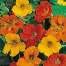 HS 27 Seeds - Nasturtium Tom Thumb Mix Edible Flower Dwarf Groco- Buy 15= - £3.74 GBP