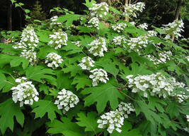 40 White Oak Leaf Hydrangea Quercifolia Shrub Flower Seeds - £7.49 GBP