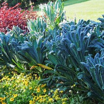 1500 Lacinato Kale Dinosaur Tuscan Black Brassica Oleracea Vegetable Seeds New F - $14.90