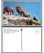 Vintage Postcard - Rocky Mountain Bighorn Sheep CG - £2.33 GBP