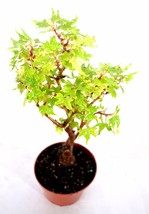 Live Starter Plant Maple Grape Leafed Begonia Plants - Easy Care Hardy - £21.59 GBP