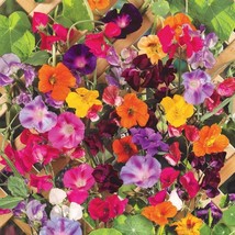 30 Climbing Vine Flower Seed Mix US Seller Fast Shipping - $6.98