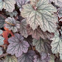 GIB Coral Bells Heuchera Americana 50 Seeds - £7.04 GBP