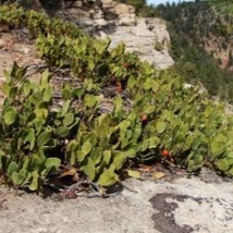 Arctostaphylos Coloradensis Colorado Manzanita 10 Seeds Garden - £18.17 GBP