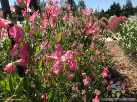 50 Mrs. R. Bolton Sweet Pea Seeds Flower Fresh Seeds - $8.99