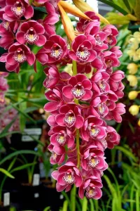 Cymbidium Floribundum Orchid, 100 Seeds D - £11.01 GBP