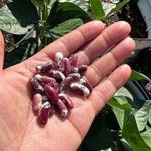 Organic Jacob’S Cattle Bush Bean Seeds Fresh Garden USA Shipping - £8.04 GBP