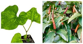 USA Seller - Long Pepper Vine Live Plant - Piper longum Starter Plant - £43.23 GBP