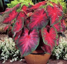 100PCS ShadeLoving Caladium Indoor Plant Seeds Rose Red Color with Green Edge FR - £7.26 GBP