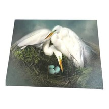 Artist Photograph Giclee Print Snowy White Egret Pair With Eggs Bird Nature 14&quot; - £44.82 GBP