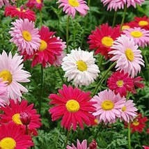 500 Singlechina Aster Seeds Mix Colorful Daisy Like Flowers Seeds Beautiful Gard - £4.68 GBP