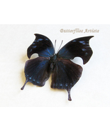 Anaea Memphis Alberta Blue Hatchet Wing Butterfly Framed Entomology Shad... - £46.40 GBP