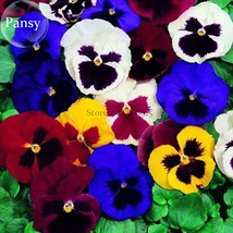 Giant Swiss Mixed Pansy 20 Seeds Flowers Fresh - $6.22