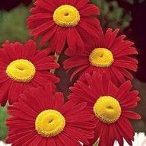 Red Daisy Pyrethrum Flowers Garden 50+ Fresh Pure Seeds/Ts - £5.25 GBP