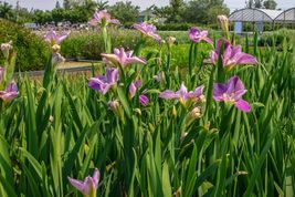 2&quot; Live Louisiana Iris Colorific Winter Hardy Marginal Aquatic Pond/Bog Plant - £28.23 GBP