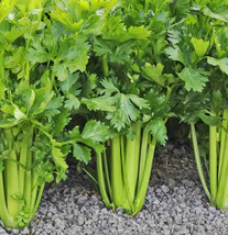 Tall Utah Celery Apium Graveolens Leaf Root Celeriac Vegetable USA Fast ... - £12.20 GBP