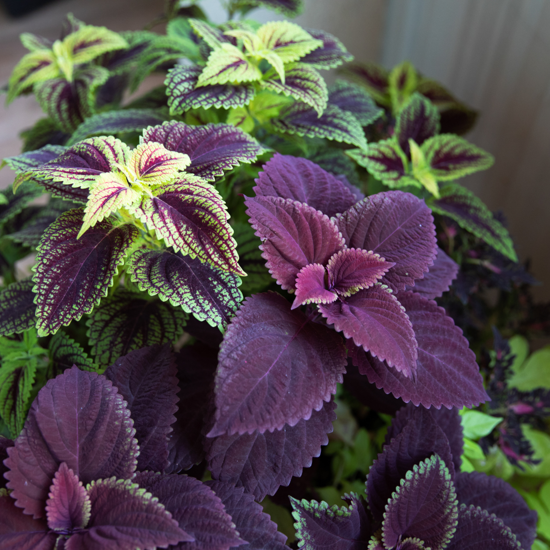 Exotic Colorful Coleus Bonsai Indoor Flowers and 50 similar items