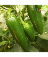 SML Squash Zucchini Black Beauty Organic 50 Seeds Seeds Bulk Seeds - €15,89 EUR