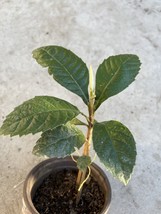 Japanese Loquat Fruit Tree Seedling 8 Inch With Pot Sweet Ready To Plant USA Sel - $57.98