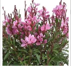 Gaura Steffi Blush Plant, Lindheimeri, Wand Flower, Beeblossom, Healthy ... - $19.50