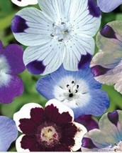 ArfanJaya Nemophila Mixed Flower Seeds - £6.51 GBP