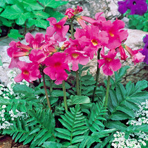 OKB 20 Winter Hardy Gloxinia Seeds - Incarvillea Delavayi - Exotic Pink ... - $12.85