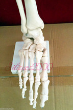 1:1 New Foot Joint Anatomical Skeleton Model Human Medical Anatomy Life ... - £17.47 GBP