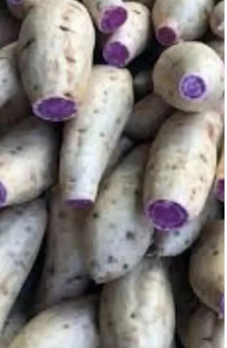 3 Okinawa Purple Sweet Potato Plants In A Cup - Okinawa Sweet Potato Plants - $37.00