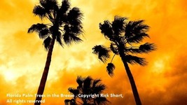 Florida Palm Trees aglow at sunset fine art print orange sky sunset storm - €38,53 EUR