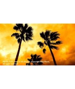 Florida Palm Trees aglow at sunset fine art print orange sky sunset storm - €38,53 EUR